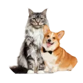 Pet Accessories